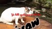 cat videos meowing _ all in one entertainment _ billi boli meow meow _ #shorts #cat