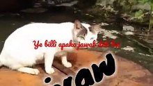 cat videos meowing _ all in one entertainment _ billi boli meow meow _ #shorts #cat