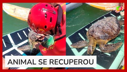 Tartaruga que se afogava é salva ao receber atendimento usado para humanos em SC