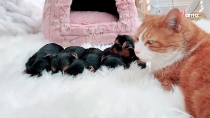Ce chat a l'étrange manie de kidnapper les chiots de la maison : sa confusion émeut 7M de personnes (vidéo)