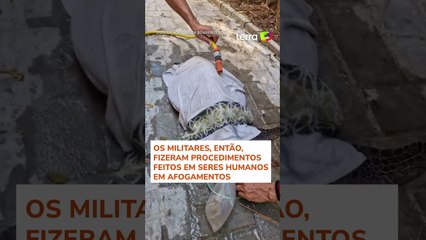 Tartaruga que se afogava é salva ao receber atendimento usado para humanos em SC #shorts