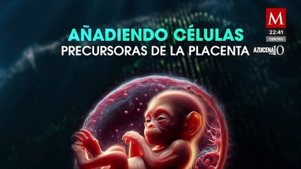 Científicos chinos logran nacimiento de 'Retro' Mediante técnica de clonación de primates