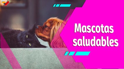 Buena Vibra | Cuidado adecuado de tu mascota