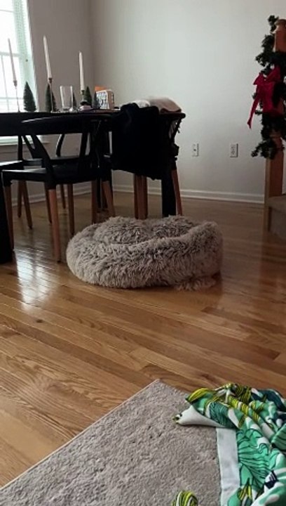 Dog Misunderstands Beds
