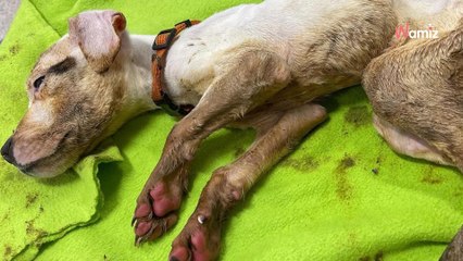 Ce chiot a été laissé mourant sur un trottoir : 2 ans après, il a toujours besoin d’aide