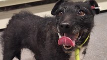 Un chien porté disparu est retrouvé 6 ans après : la réaction de sa famille prend de court les sauveteurs