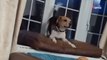 Rescatado de un laboratorio, este perro beagle no puede contener la alegría al descubrir su nuevo hogar (Vídeo)