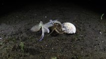 Coconut Octopuses Battle Over Shell