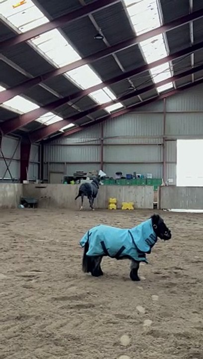 Little Equine and Big Equine Play Together