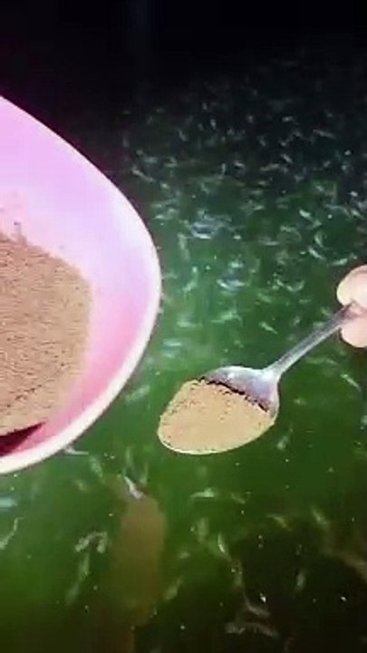 Tebar bibit hasil sortir ukuran 1-2cm, baru 2 hari sudah 2-3cm, pakan PF 1000, itulah ikan lele