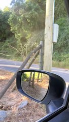 Escaped Horse Ignores Owner