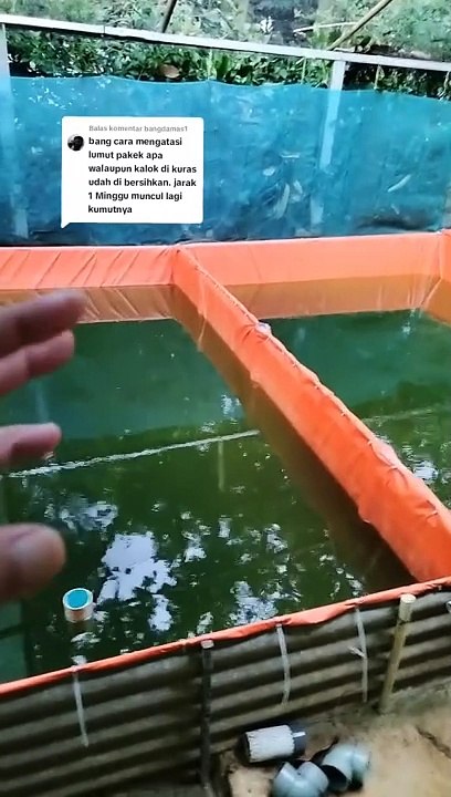 Kolam LARVA LELE sudah disipon dasarnya, 1 Minggu kemudian BERLUMUT lagi, bagaimana❓