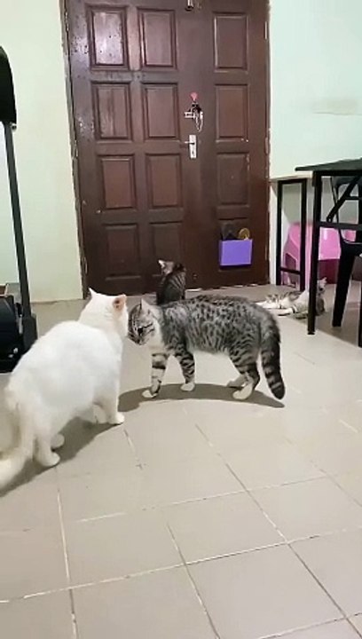 Un chat pacifiste sépare 2 amis en colère