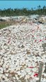 Thousands of chickens stay put on Mississippi poultry farm leveled by tornado #shorts