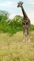 Mother giraffe defends her calf from a hyena #animals  #virtal #widlife