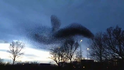 -Amazing footage of the flocking behavior of starlings known as murmuration