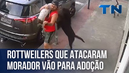 Rottweilers que atacaram morador são encaminhados para adoção