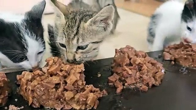 The man who lives with the 17 tiny kittens he rescued is experiencing an explosion of happiness.
