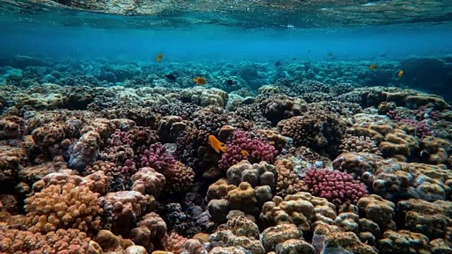 Lakshadweep: a tropical paradise in the Arabian Sea.