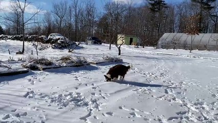 Sesame Street - Junie Border Brown and White Dog goes the Snow Winter Ball Part 7 (HD)
