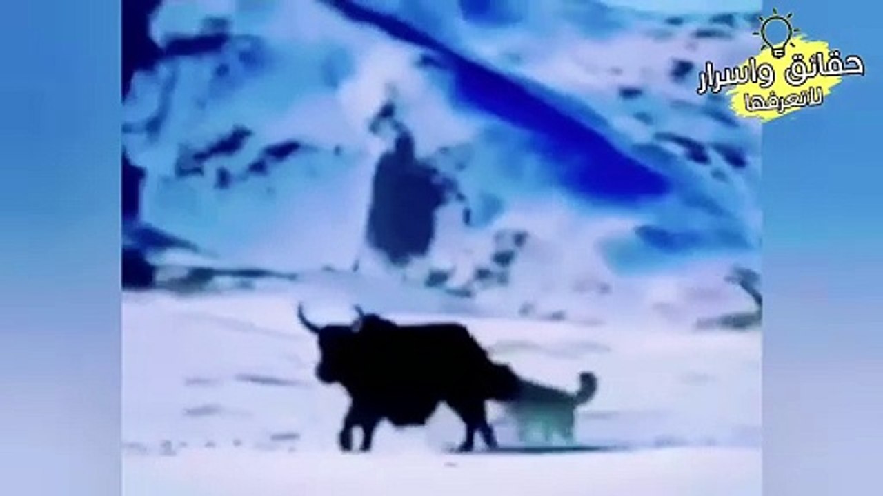 The fiercest battles in the animal world in which weak animals triumphed over predators!!!