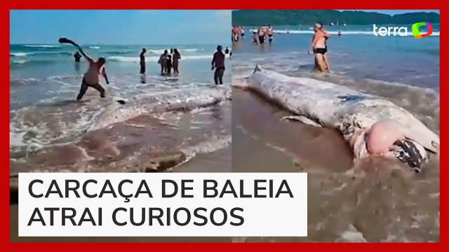 Baleia em decomposição encalha e atrai banhistas no litoral de São Paulo