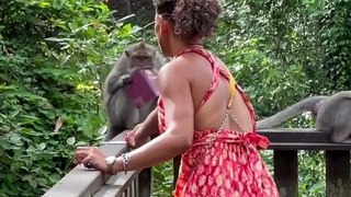 Mischievous Monkey Rips Up Bali Tourist's Passport