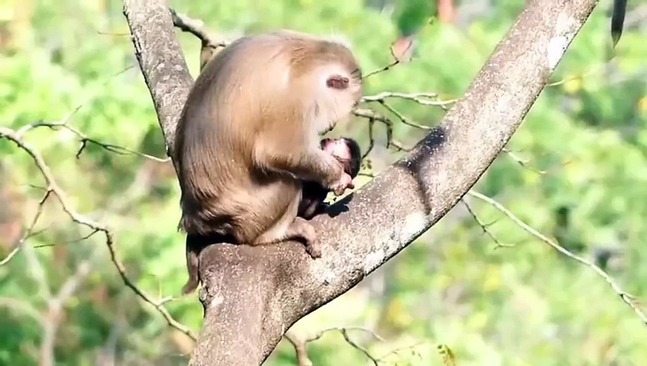 Poor baby fall from high tree, and he is unconsciousness a while (720p_25fps_H264-192kbit_AAC)