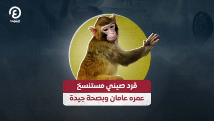 قرد صيني مستنسخ عمره عامان وبصحة جيدة