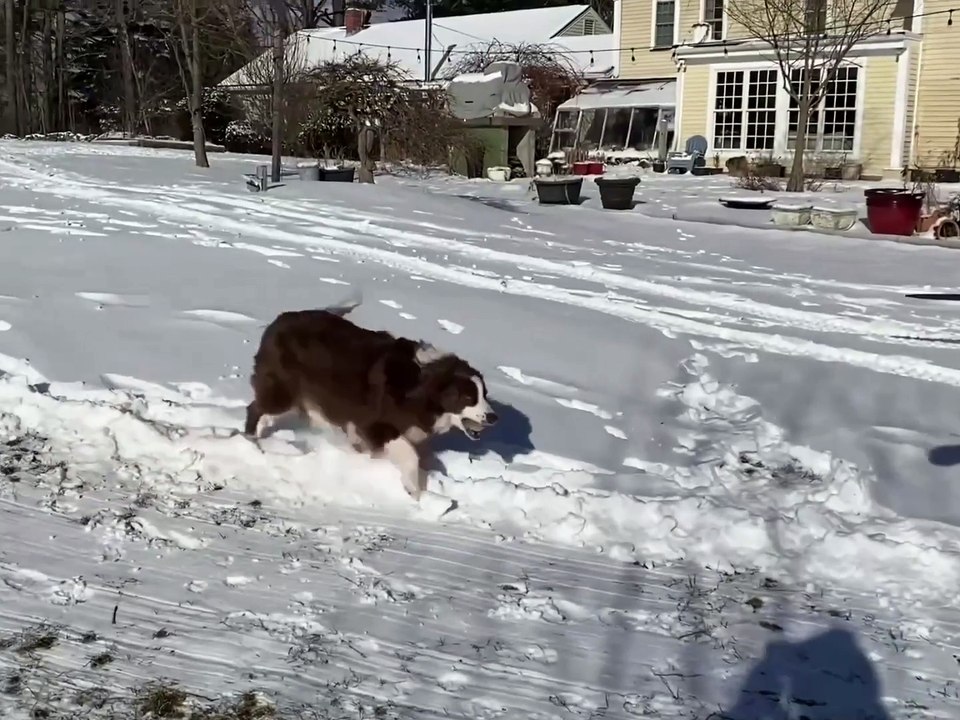 Jim Henson Dogs Xexuson - Real Life Dog Segment - Junie the Dog Goes the Snow Winter A Run the Balls