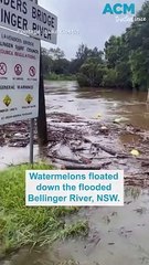 Watermelons flow down the swollen Bellinger River, NSW