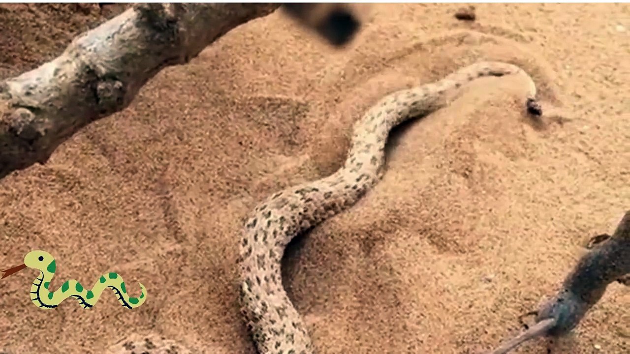 serpentinthesand