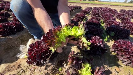 Ballarat lab working on biodegradable food packaging