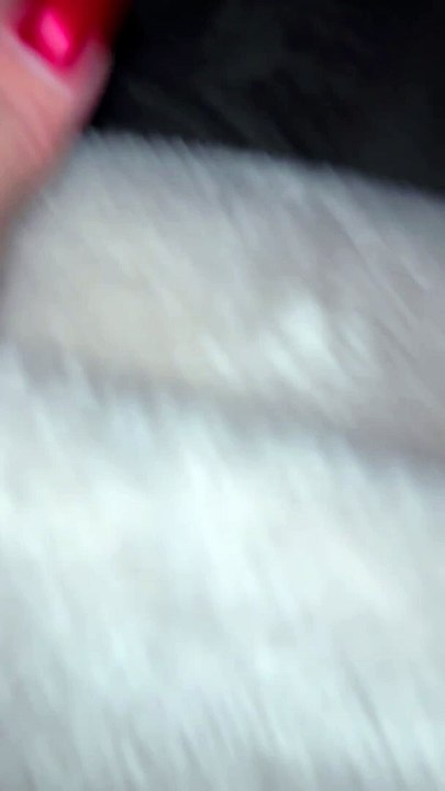 Sleeping Dog Sounds Like Engine Cranking
