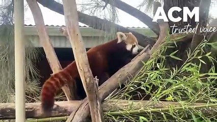 Red panda born at Altina Wildlife Park