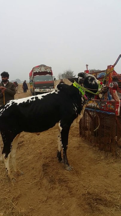 Beautiful bull