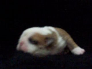 Hungry lil mama. English bulldog baby at Bullie Pups R Us