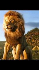 lions King #attitude #lionattitude #disneyanimation