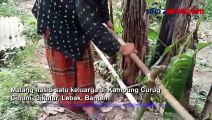 Miris, Satu Keluarga di Lebak Banten Menderita Lumpuh