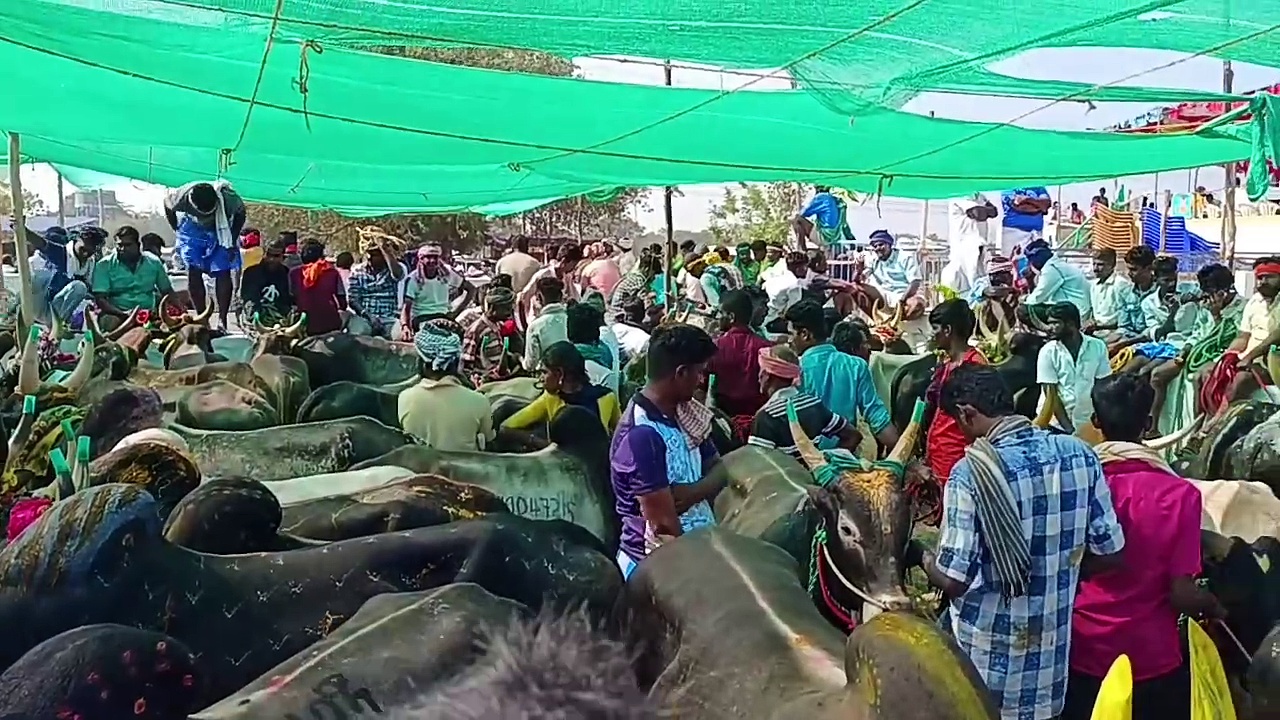 விறுவிறுப்பாக நடைபெற்ற சிறவாவயல் மஞ்சுவிரட்டில் நிகழ்ந்த சோகம்; சிறுவன் உள்பட இருவர் பலி