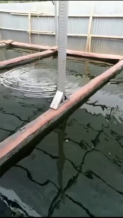 Jika air kolam Hijau butek gelap keruh dan bau, segera GANTI