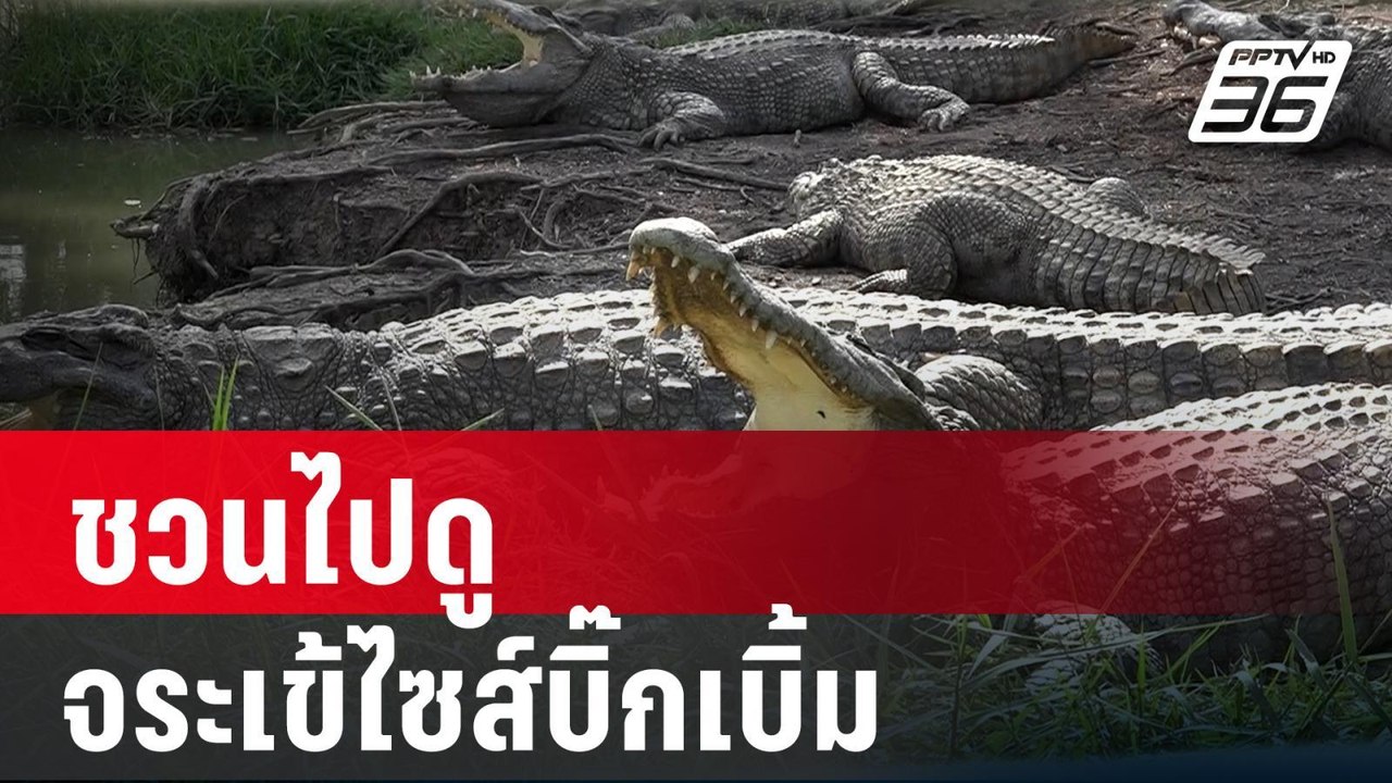 ฮือฮา! บ่อจระเข้ตัวใหญ่ ใน อบต. เปิดให้นักท่องเที่ยวดูแบบใกล้ชิดติดกรง | PPTV Online