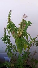 I just knew this is sweet basil's flower too