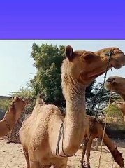 Desert camel in Village