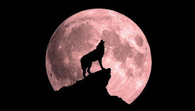 تعرّف على موعد ظهور قمر الذئب في سماء دبي، وبقية أسماء القمر المكتمل!