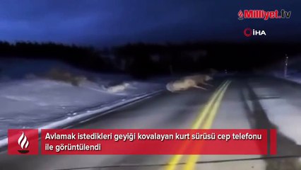Yaban geyiğini kovalayan kurt sürüsü kamerada