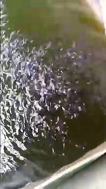 Utamakan pilih bibit lele yang dipelihara di air kolam yang hijau