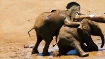 Baby Elephants Playing In The Mud فيلة صغيرة تلعب