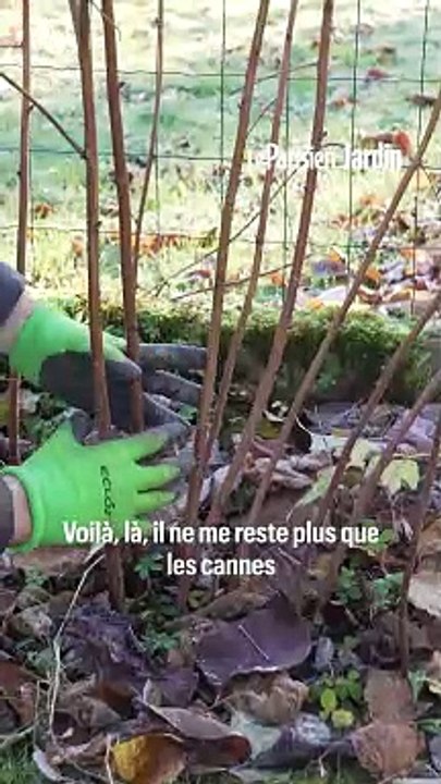 Quand et comment tailler un framboisier ?