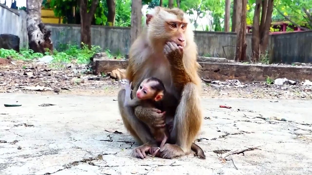 Poor Baby Sacky Has Good Feelings To Practice Walking, Sasha Rejects This Requests (720p_25fps_H264-192kbit_AAC)